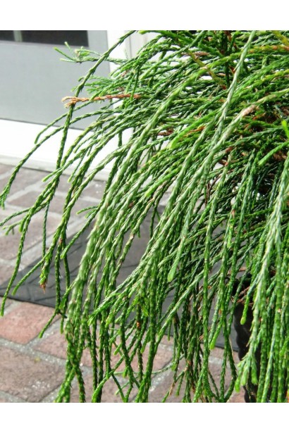 Туя складчаста Віпкорд на штамбі хвоя